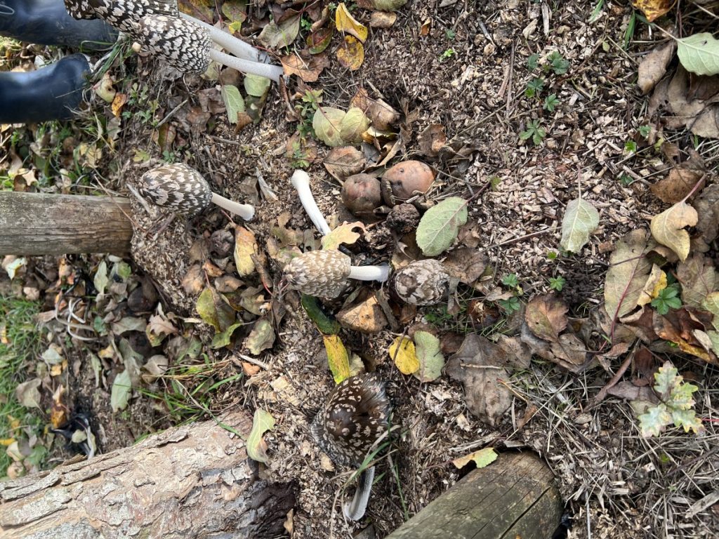 Animations pédagogiques - sorties nature - balade en forêt - découverte biodiversité - séjours groupes scolaires 